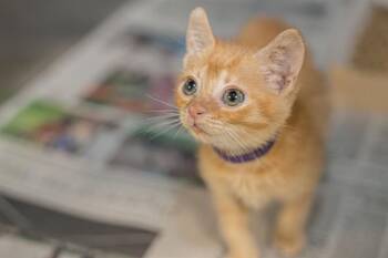 LUCY -  Domestic Short Hair Cat for Adoption in Charlotte, North Carolina - LUCY | PetCurious