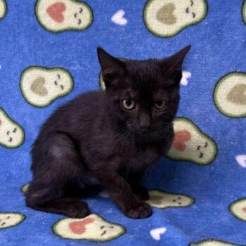 Flower -  Domestic Short Hair Cat for Adoption in Valdosta, Georgia - Flower | PetCurious