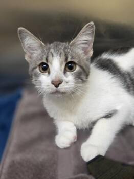 Tabbytha -  Domestic Short Hair Cat for Adoption in Westland, Michigan - Tabbytha | PetCurious