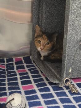 Marley -  Domestic Short Hair Cat for Adoption in Athens, Tennessee - Marley | PetCurious