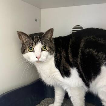 Simone -  Domestic Short Hair Cat for Adoption in Branford, Connecticut - Simone | PetCurious
