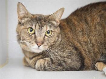PEPPER -  Domestic Short Hair Cat for Adoption in Phoenix, Arizona - PEPPER | PetCurious