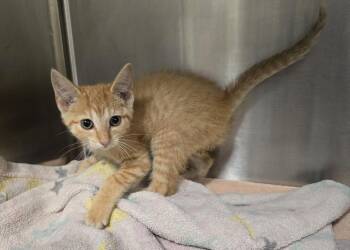 Bumble -  Domestic Short Hair Cat for Adoption in Dickson, Tennessee - Bumble | PetCurious