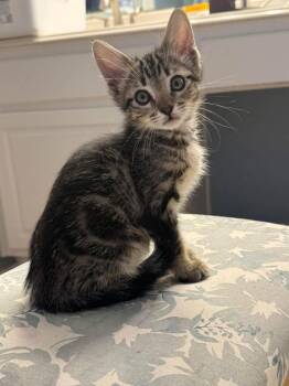 Cindy -  Domestic Short Hair Cat for Adoption in Magnolia, Texas - Cindy | PetCurious