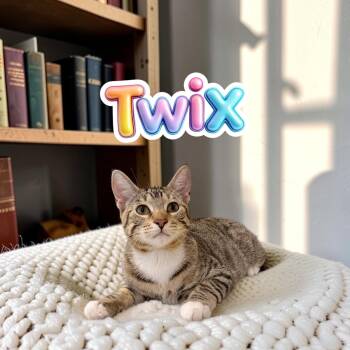Gentle Twix -  Tabby and Domestic Short Hair Cat for Adoption in Boca Raton, Florida - Gentle Twix | PetCurious