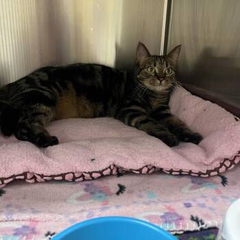 Soup -  Domestic Short Hair Cat for Adoption in Mankato, Minnesota - Soup | PetCurious