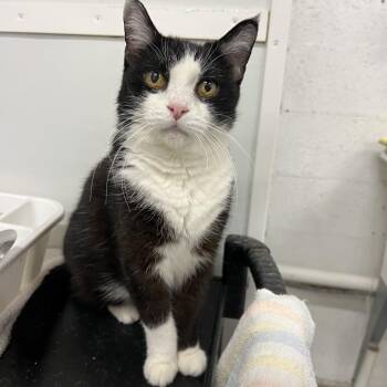 Hopper -  Domestic Short Hair Cat for Adoption in West Palm Beach, Florida - Hopper | PetCurious