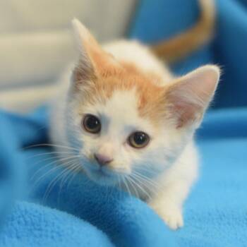 Bosley -  Domestic Short Hair Cat for Adoption in Belleville, Illinois - Bosley | PetCurious