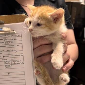 Pollock -  Domestic Short Hair Cat for Adoption in Tempe, Arizona - Pollock | PetCurious