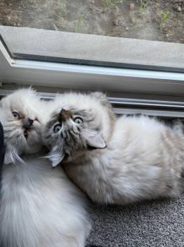 Sky and Rain -  Himalayan and Persian Cat for Adoption in Guelph, Ontario - Sky And Rain | PetCurious