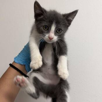 Atlas A4 -  Domestic Short Hair Cat for Adoption in Edinburg, Texas - Atlas A4 | PetCurious