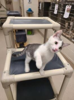Stuntman Mike -  Domestic Short Hair Cat for Adoption in Madison, Georgia - Stuntman Mike | PetCurious
