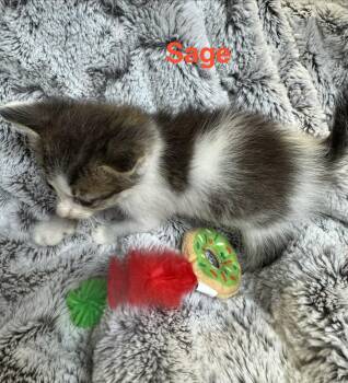 Sage -  Domestic Medium Hair Cat for Adoption in Shrewsbury, Massachusetts - Sage | PetCurious