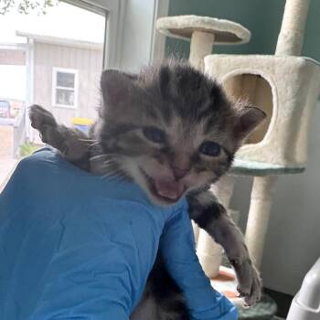 Mittens -  Domestic Short Hair Cat for Adoption in Muncie, Indiana - Mittens | PetCurious