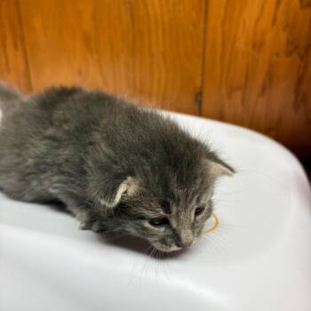 Navy -  American Shorthair Cat for Adoption in Greenfield, Indiana - Navy | PetCurious