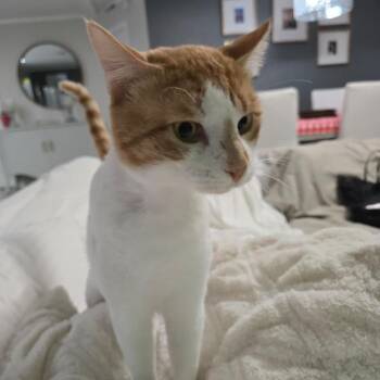Domestic Short Hair Cats Available for Adoption in Boston, Massachusetts - Jake | PetCurious