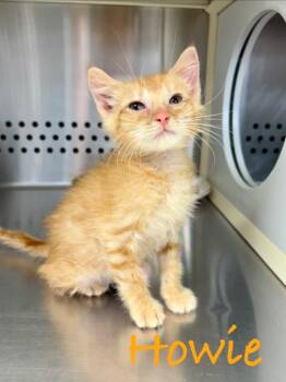 Howie -  Domestic Short Hair Cat for Adoption in West Union, Ohio - Howie | PetCurious