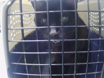LASER BASIL -  Domestic Short Hair Cat for Adoption in Charlotte, North Carolina - LASER BASIL | PetCurious