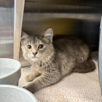 Paris -  Domestic Medium Hair Cat for Adoption in Manhattan, Kansas - Paris | PetCurious