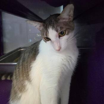 Mancho Houston -  Domestic Short Hair Cat for Adoption in Denver, Colorado - Mancho Houston | PetCurious