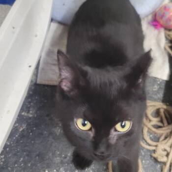 Rescue Domestic Short Hair Cats for Adoption in Racine, Wisconsin - Houdini | PetCurious