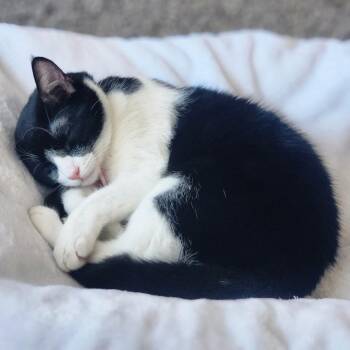 Winifred -  American Shorthair Cat for Adoption in Reno, Nevada - Winifred | PetCurious