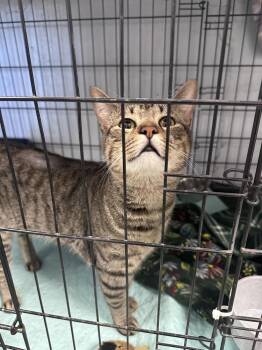 Jordan Freeport -  Tabby Cat for Adoption in Westbury, New York - Jordan Freeport | PetCurious