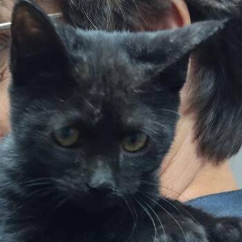 Ellie -  Egyptian Mau Cat for Adoption in Bendena, Kansas - Ellie | PetCurious