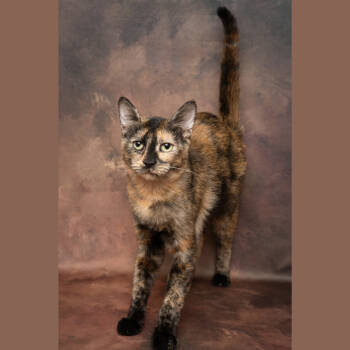 Rescue Domestic Short Hair Cats for Adoption in Kanab, Utah - Foxy Lady | PetCurious