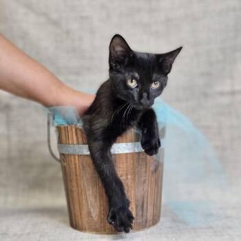 Avery-C -  Domestic Short Hair Cat for Adoption in East St. Louis, Illinois - Avery-C | PetCurious