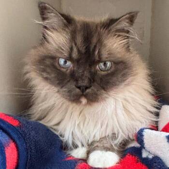 Misho -  Ragdoll Cat for Adoption in Naperville, Illinois - Misho | PetCurious