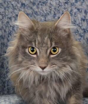 Domestic Long Hair Cats Available for Adoption - OZZY | PetCurious