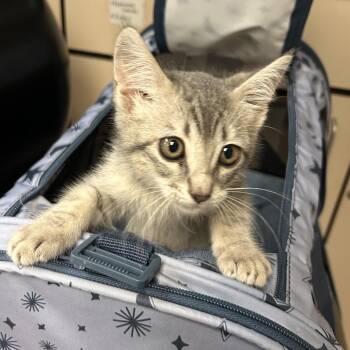 Sylph - In Foster! -  Domestic Short Hair Cat for Adoption in Flagstaff, Arizona - Sylph - In Foster! | PetCurious