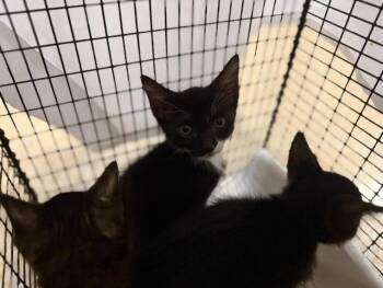 RUBIO -  Domestic Medium Hair Cat for Adoption in Doral, Florida - RUBIO | PetCurious