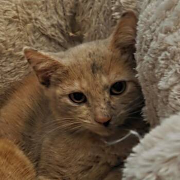 Maude -  Domestic Short Hair Cat for Adoption in Germantown, Maryland - Maude | PetCurious