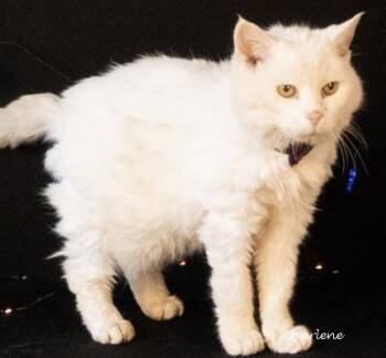 Rescue Domestic Medium Hair Cats for Adoption in Newland, North Carolina - Murial | PetCurious