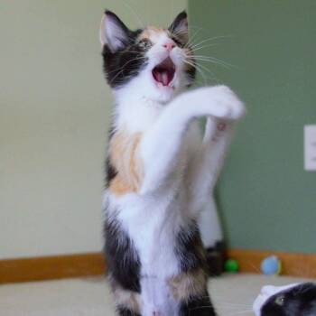 Petal -  Calico Cat for Adoption in Grand Rapids, Michigan - Petal | PetCurious