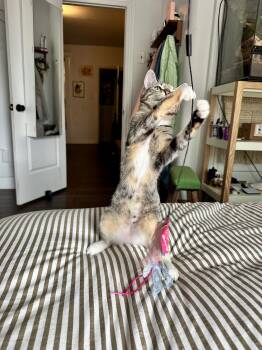 Rescue Domestic Short Hair Cats for Adoption - Downpour & Puddle | PetCurious