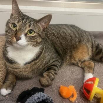 Jellyfish -  Domestic Short Hair Cat Available for Adoption in Columbus, Ohio - Jellyfish | PetCurious
