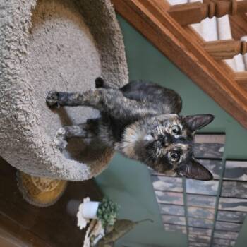 Roxie -  Domestic Short Hair Cat for Adoption in Barrière, British Columbia - Roxie | PetCurious