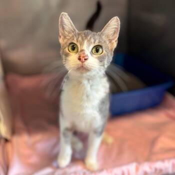 Sloane -  Domestic Short Hair Cat for Adoption in Nashville, Indiana - Sloane | PetCurious