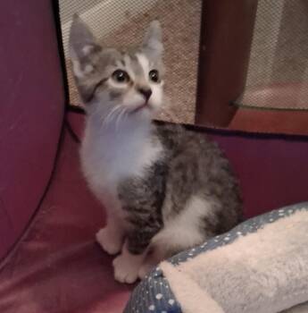 Rescue Domestic Short Hair Cats for Adoption in Avon, New York - August | PetCurious