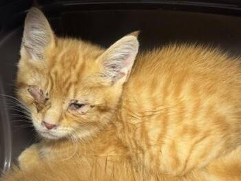 Scone -  Domestic Short Hair Cat for Adoption in West Chester, Pennsylvania - Scone | PetCurious