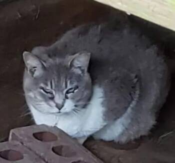 Rescue Domestic Short Hair Cats for Adoption in Bristol, Tennessee - Storm | PetCurious