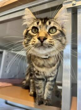 Domestic Long Hair Cats Available for Adoption in San Francisco, California - FLUFFY | PetCurious