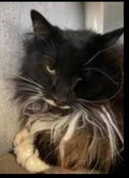 Domestic Long Hair Cats Available for Adoption in Lafayette, Colorado - Mustachio | PetCurious