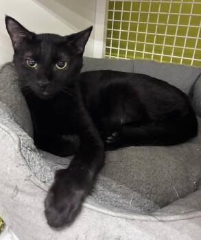 Sakari -  Domestic Short Hair Cat for Adoption in Fort Worth, Texas - Sakari | PetCurious