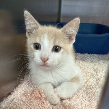 Doodle -  Domestic Short Hair Cat for Adoption in Port Charlotte, Florida - Doodle | PetCurious