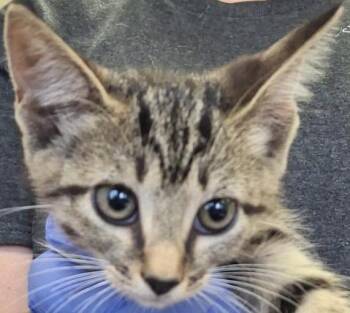 Candace -  Domestic Short Hair Cat for Adoption in Brenham, Texas - Candace | PetCurious