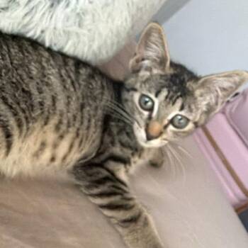 Domestic Short Hair Cats Available for Adoption in Phoenix, Arizona - Stewart | PetCurious